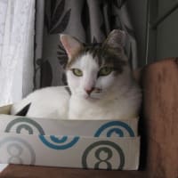 ボアマフラー猫柄