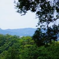 佐野市「唐沢山神社」風鈴参道を記録してきた。