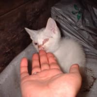 メキシコのキャットレスキュー：痛みで泣いている惨めな子猫は救出された