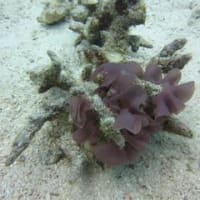石垣島でのんびり　ファンダイビング