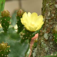 サボテンの花
