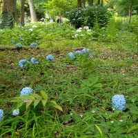 日比谷公園の花々２