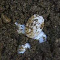 ニホンイシガメの卵回収