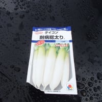 大根　耐病総太りの種蒔き