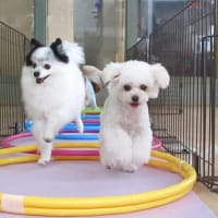 未病ケアの《Ｄｏｇｓｃａｎ》開催しました！【ALOHA塾】　　犬のしつけ教室＠アロハドギー