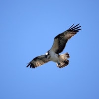 03/30探鳥記録写真：遠賀川河口堰の鳥たち（ミサゴの狩り模様、アオサギの飛翔、、カワウの飛翔、）