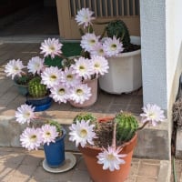 暑いしか言葉が出ない日々