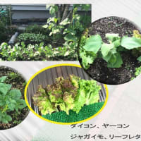 近頃ハッパが多いようで