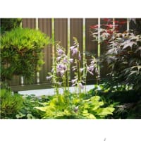擬宝珠の花　　　2025.7.5