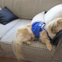 キャミソールドレスがやって来た！！
