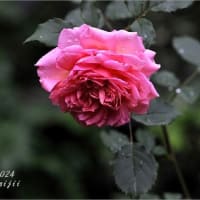雨中の薔薇⑧