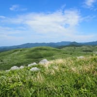 秋吉台に生きる野草