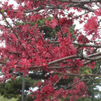 国営ひたち海浜公園④ネモフィラ＆赤い木の花　2024年4月20日（土）