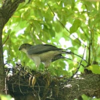 心に残る情景*「鳥景」見沼の小さな森ツミの子育て
