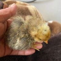 雛、元気です