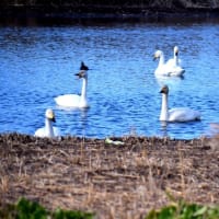 菅生沼の白鳥たち