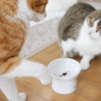 イジワルユズちゃん　サクちゃんお土産