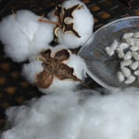 綿の種蒔き