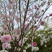 さくら⁉︎🌸