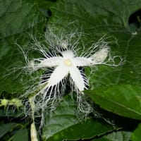 自然は不思議です　～カラスウリの雄花と雌花～