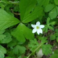 市指定樹木の藤と森林公園と
