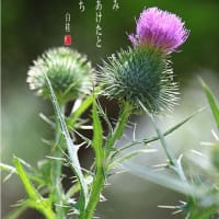 鬼あざみ