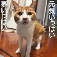 今日の元気