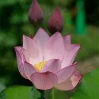 ７月１日、「どじ小舎」の更新連絡と掲載漏れから＆癌治療
