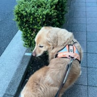 黙秘しまちゅ。