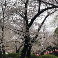 千鳥ヶ淵、天王洲、上野公園の桜　20230322-23