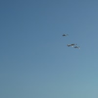 久しぶりに白鳥の郷を訪ねてみた　　　　　２０２５年１月２８日　火曜日