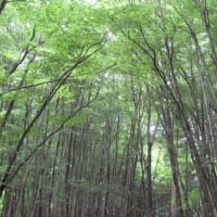 新緑のブナ林