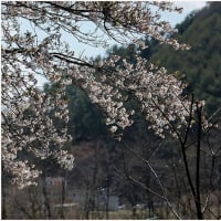 桜探しの旅