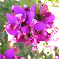 マルタ旅行記⑰　　花たち　その③　赤色系と紫色系の花たち