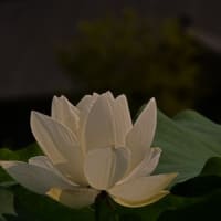 花はす園のハスの花①