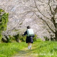 桜のロケーション撮影