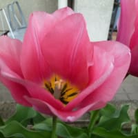 エンドウの花は赤紫