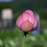 志賀高原東館山植物園