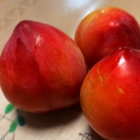プラム収穫と《blog再開＆引越し》　　