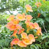 庄内緑地公園　今年のハスの花とバラ＆ノーゼンカズラ他