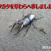 クワガタを草わらへ移しました　♪