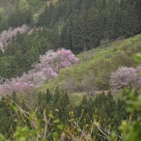 春の花山　坂戸山