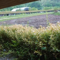 7/6(日)経過入院3日目〜5/24(土)近江八幡『ラ・コリーナ』のお話〜🎵命くれない（瀬川瑛子）