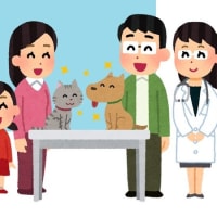 犬のフィラリア予防してますか