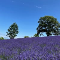 幌見峠　ラベンダー園　〜　札幌市中央区