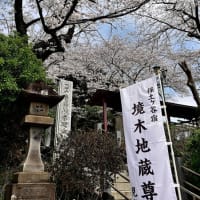 サクラ　２（境木地蔵尊）
