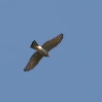06/26探鳥記録写真：2025年３月に出会った鳥たち②