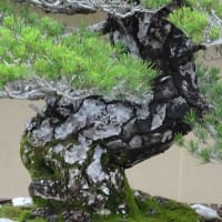 ドキュメント72時間・・身体均整法という整体、療術(その３)の付録