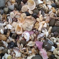 １１１５０回目のブログ更新　貝殻