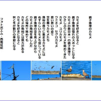 銚子漁港のカモメ